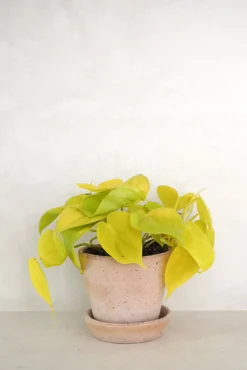 PLANT Philodendron Lemon lime Sale