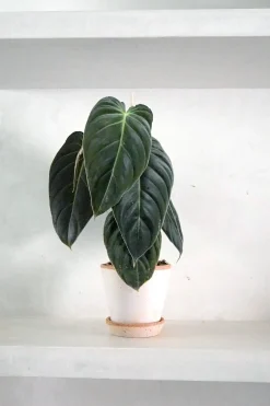 PLANT Philodendron Melanochrysum Clearance