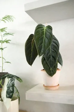 PLANT Philodendron Melanochrysum Clearance