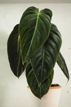 PLANT Philodendron Melanochrysum Clearance