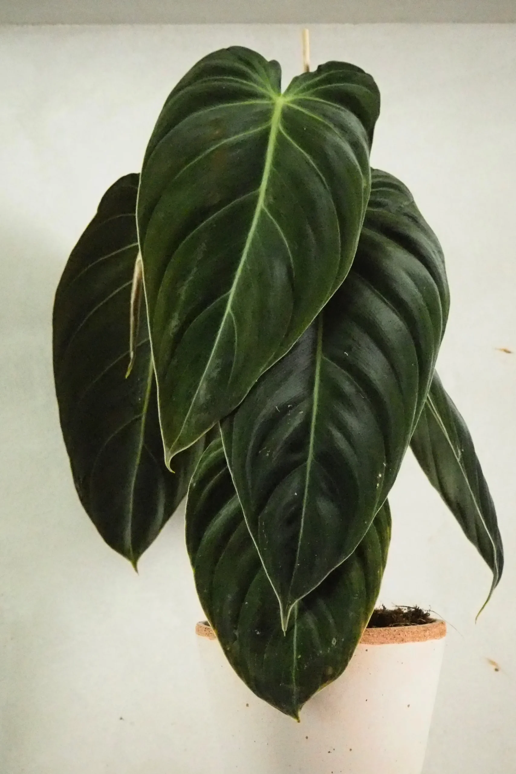 PLANT Philodendron Melanochrysum Clearance