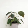 PLANT Philodendron micans Best