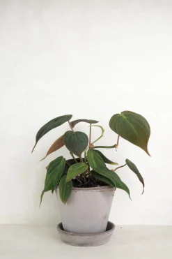PLANT Philodendron micans Best