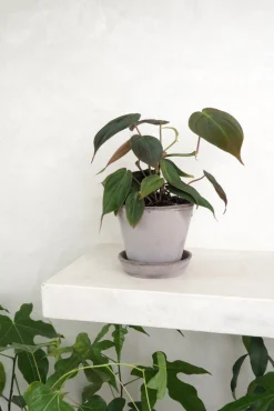 PLANT Philodendron micans Best