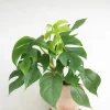 PLANT Philodendron Minima