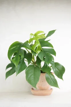 PLANT Philodendron Minima