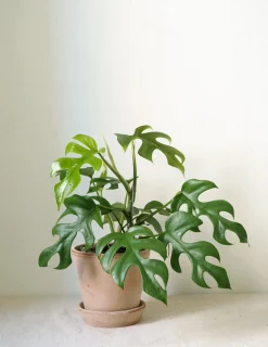 PLANT Philodendron Minima