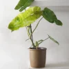 PLANT Philodendron paraiso verde Sale