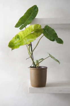 PLANT Philodendron paraiso verde Sale