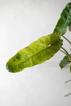 PLANT Philodendron paraiso verde Sale