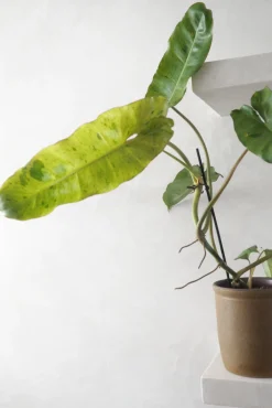 PLANT Philodendron paraiso verde Sale