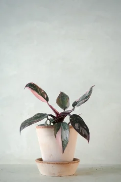 PLANT Philodendron Pink marble Outlet