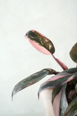 PLANT Philodendron Pink marble Outlet