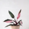 PLANT Philodendron Pink princess Discount