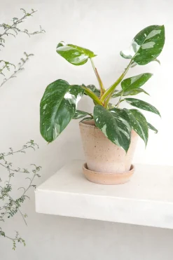 PLANT Philodendron white princess Online