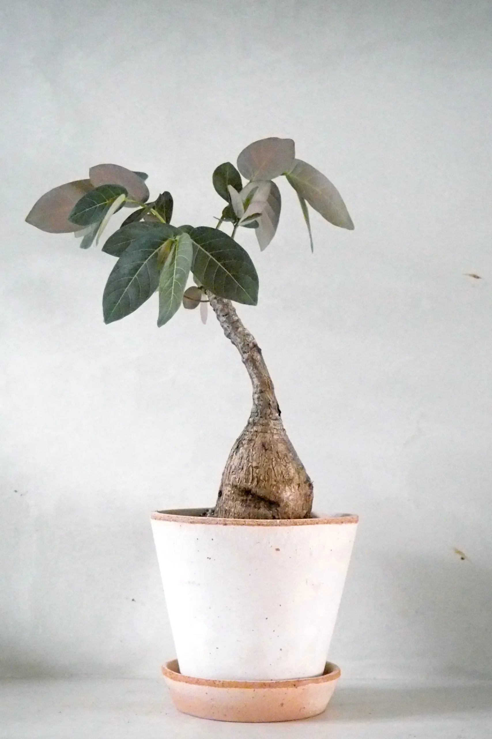 PLANT Phyllanthus mirabilis Discount