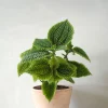 PLANT Pilea moon valley Best