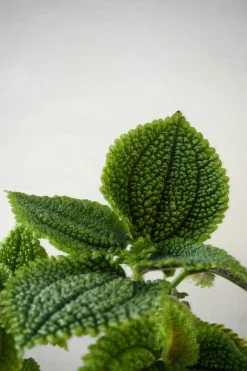 PLANT Pilea moon valley Best