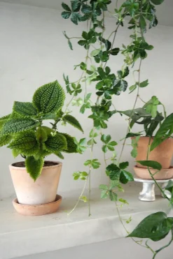 PLANT Pilea moon valley Best