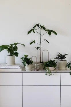 PLANT Straws, sand New