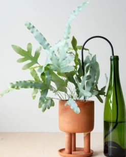 PLANT Straws, sort Clearance