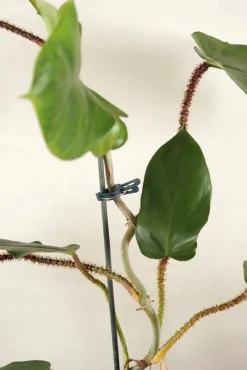 PLANT eklemmer Hot