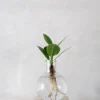 PLANT elampe, Clusia Discount