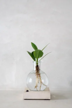 PLANT elampe, Clusia Discount