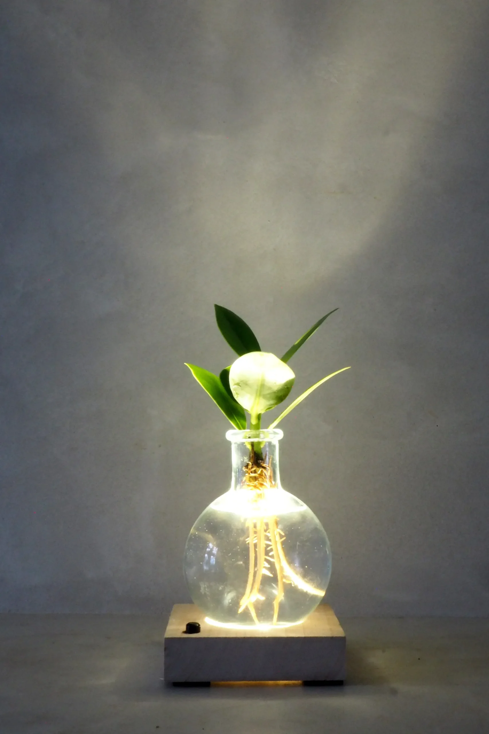 PLANT elampe, Clusia Discount