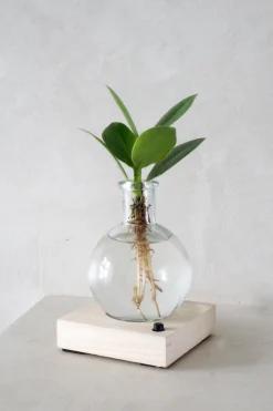 PLANT elampe, Clusia Discount