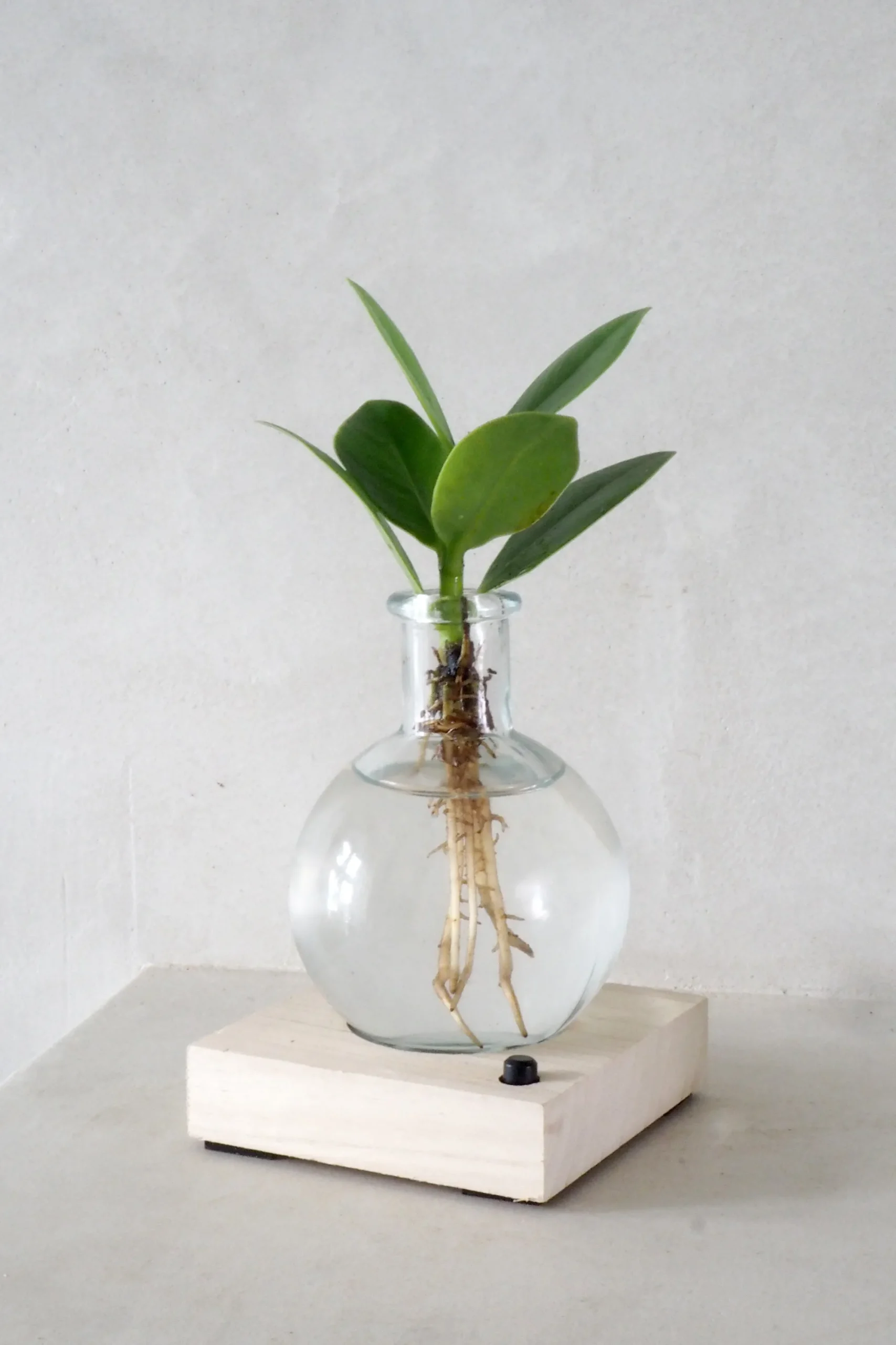 PLANT elampe, Clusia Discount