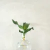 PLANT elampe, Dracena Outlet