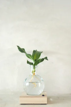 PLANT elampe, Dracena Outlet