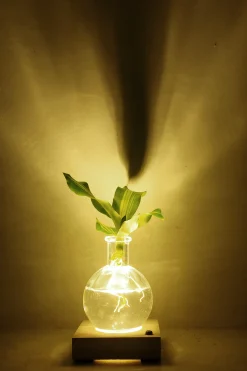 PLANT elampe, Dracena Outlet