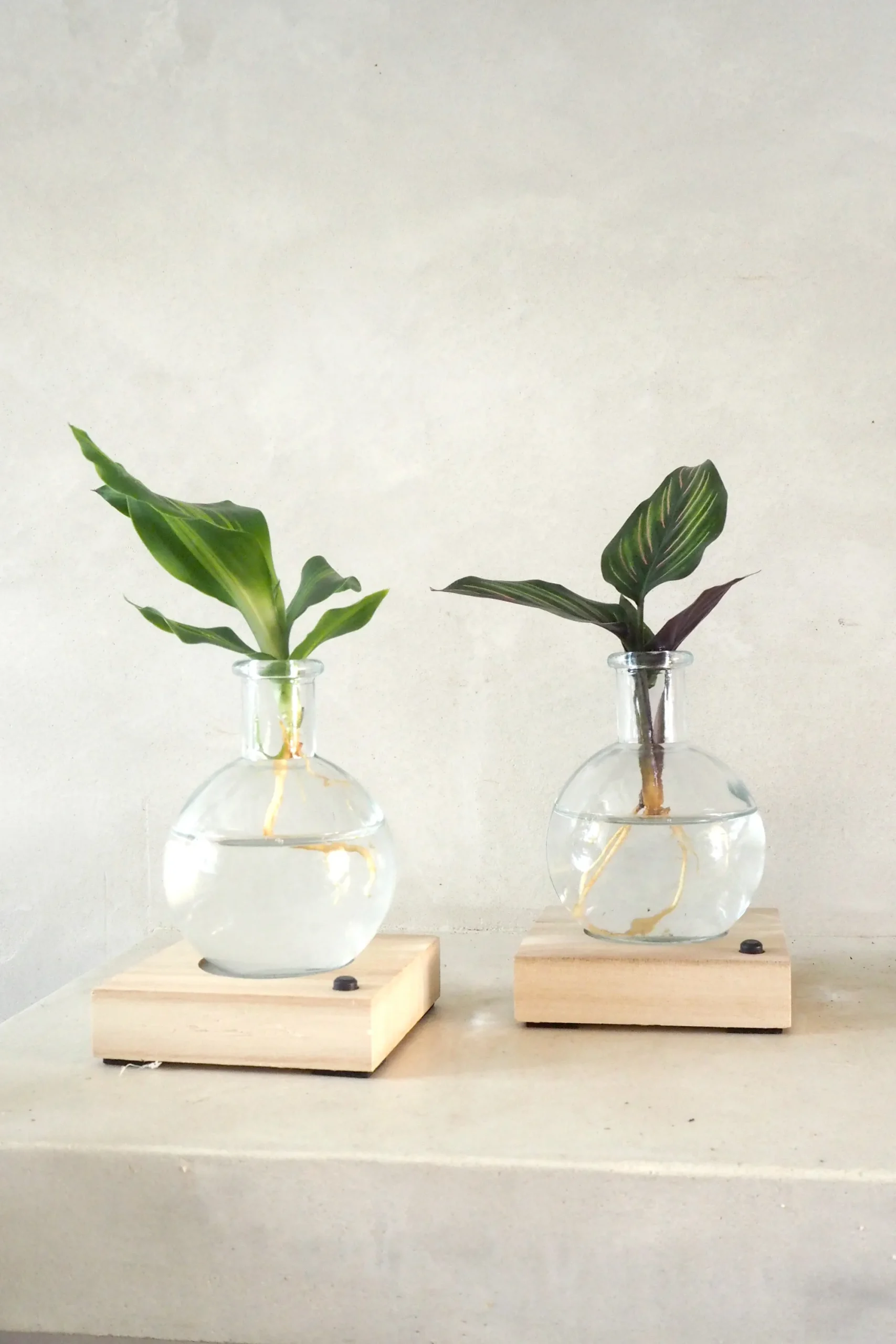 PLANT elampe, Dracena Outlet