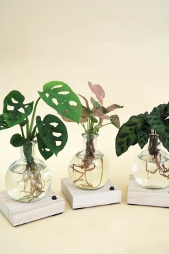 PLANT elampe, Dracena Outlet