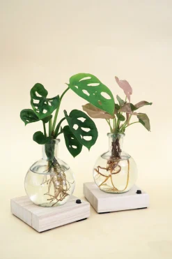 PLANT elampe, Dracena Outlet