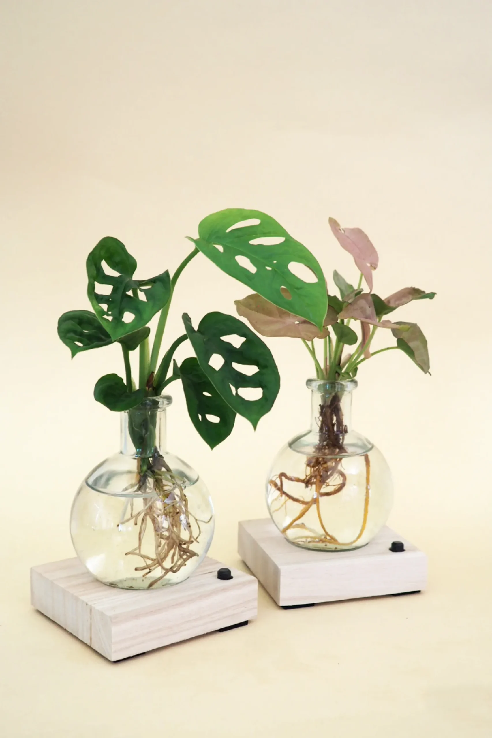 PLANT elampe, Dracena Outlet