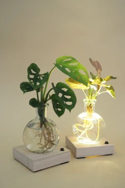 PLANT elampe, Dracena Outlet