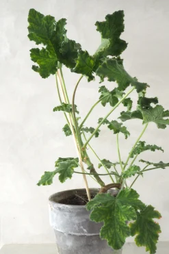 PLANT epinde, 5 stk Sale