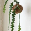 PLANT eplanet, Fiskebenskaktus Discount