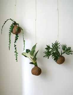 PLANT eplanet, Fiskebenskaktus Discount