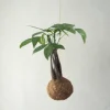 PLANT eplanet, flerstammet Lykkekastanje Outlet