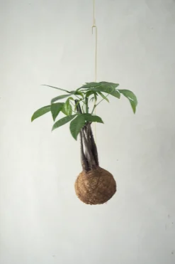 PLANT eplanet, flerstammet Lykkekastanje Outlet