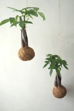 PLANT eplanet, flerstammet Lykkekastanje Outlet