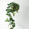 PLANT eplanet, Hoya carnosa