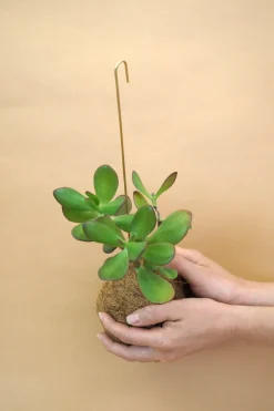 PLANT eplanet, Paradistræ Clearance