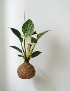 PLANT eplanet, Philodendron Birkin Sale