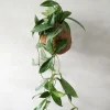 PLANT eplanet, Silver spot leaf Sale