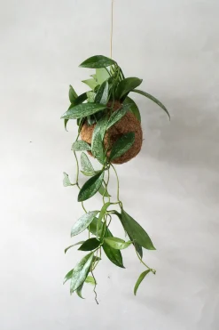 PLANT eplanet, Silver spot leaf Sale